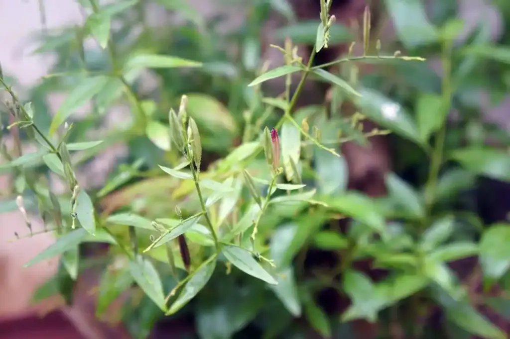 Kalmegh Ayurvedic Plant | Santosh Yoga Institute in Salt Lake City, UT