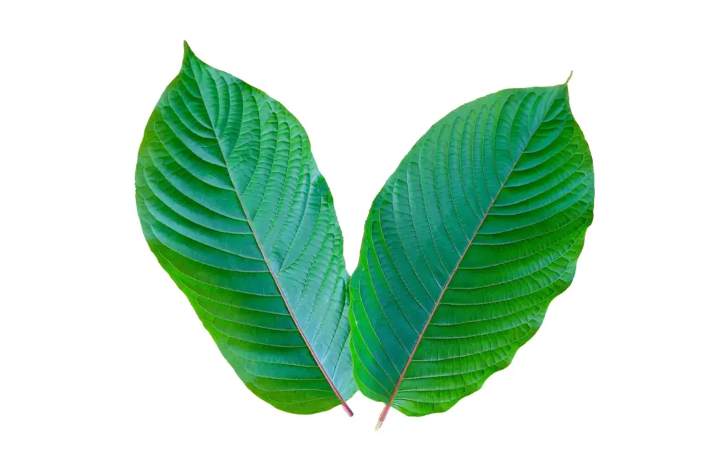 Green leaves in Salt Lake City, UT | Santosh Yoga Institute